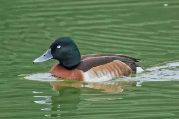 File:Aythya baeri cropped.jpg