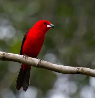 File:Ramphocelus bresilius -Sao Paulo Bagre, Cananeia, Sao Paulo, Brasil -male-8.jpg