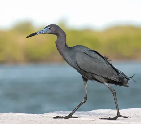 File:Egretta caerulea -Cananeia, Sao Paulo, Brasil-8.jpg