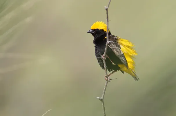 File:Euplectes afer -Lake Baringo, Kenya -male-8.jpg