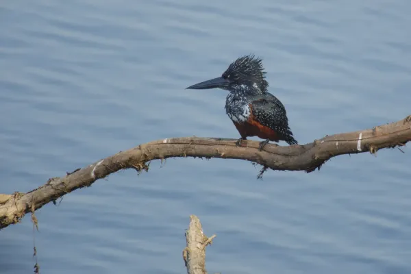 File:Giant kingfisher (Megaceryle maxima).jpg