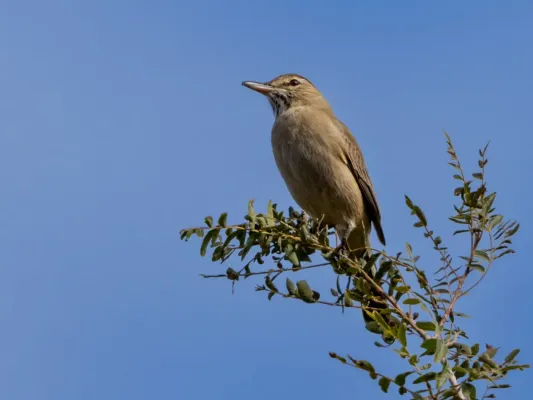 File:Agriornis micropterus Gray-bellied Shrike-tyrant, Los Túneles de Las Palmas, Córdoba, Argentina.jpg