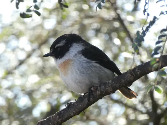 File:Male Réunion stonechat (Saxicola tectes).jpg
