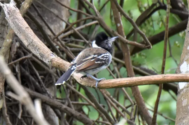 File:2022-05-15 Thamnophilus bernardi 01.jpg