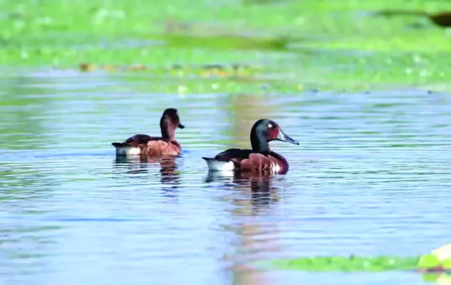 File:Aythya baeri in breeding site.jpg