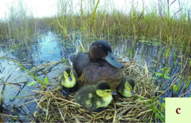File:Aythya baeri mother and ducklings.jpg