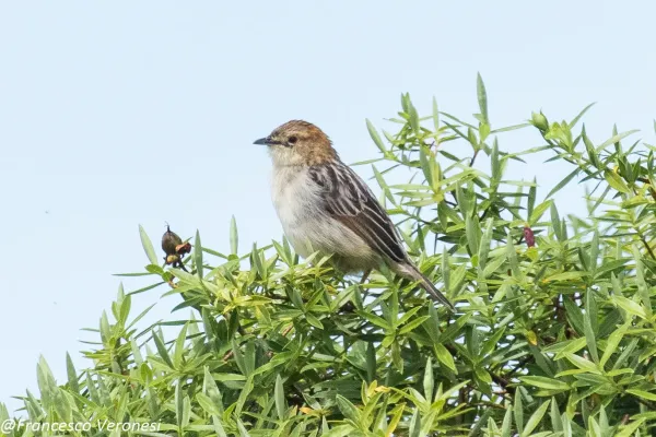 File:Aberdare Cisticola - Aberdares - Kenya CD5A1890.jpg