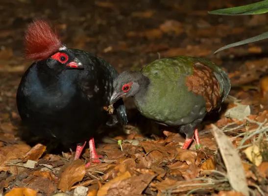 File:Crested Wood Partridge (Rollulus rouloul), male and female.jpg