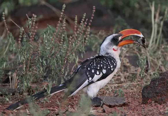 File:Tockus jacksoni -Kenya -male-8.jpg