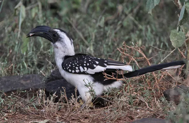 File:Tockus jacksoni -Kenya -female-8.jpg