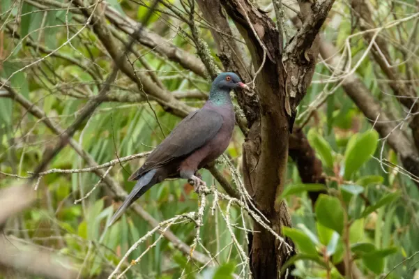 File:Columba junoniae 163958122.jpg
