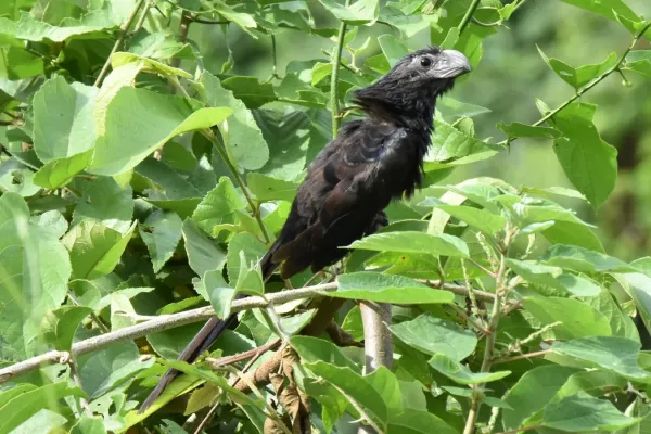 File:2022-05-15 Riefenschnabelani (Crotophaga sulcirostris) 02.JPG