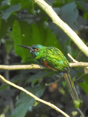 File:Galbula pastazae 17555906.jpg