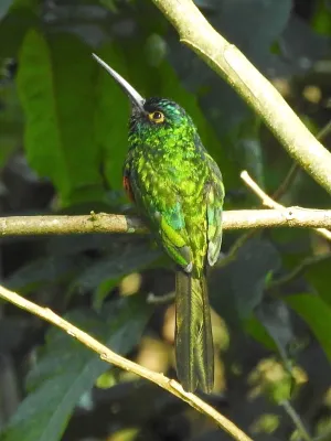 File:Galbula pastazae 81697488.jpg
