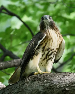 File:Buteo jamaicensis New York September 2019 002.jpg