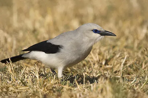 File:Zavattariornis stresemanni -Yabello Wildlife Sanctuary, Ethiopia-8.jpg
