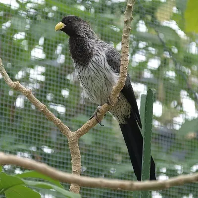 File:Crinifer piscator -at a zoo in Japan-8a.jpg