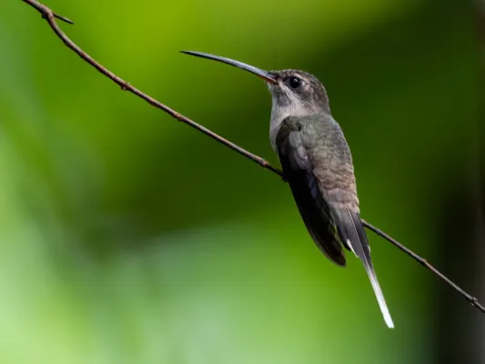 File:Phaethornis superciliosus Eastern Long-tailed Hermit, Novo Airão, Amazonas, Brazil.jpg