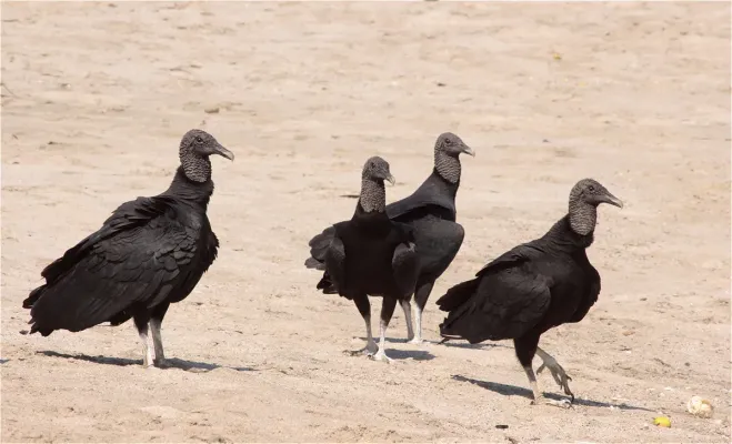 File:Coragyps atratus ssp. foetens.jpg