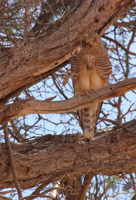 File:Falco rupicoloides ssp. rupicoloides.jpg