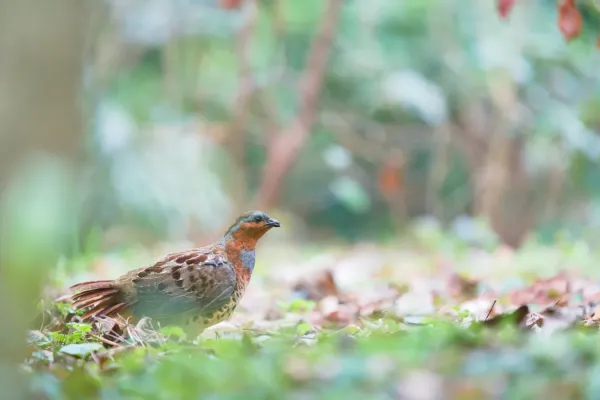 File:Bambusicola thoracicus Wuhan 01.jpg