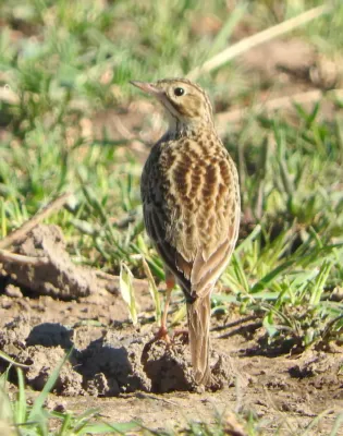 File:Anthus furcatus 117232118.jpg