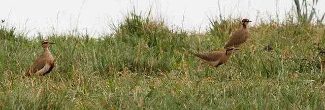 File:Cursorius temminckii -KwaZulu-Natal, South Africa-8 (1).jpg