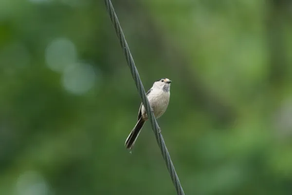 File:Aegithalos glaucogularis-A9 06334.jpg