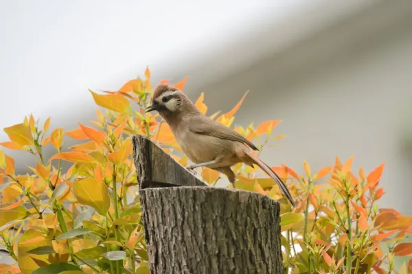 File:Pterorhinus sannio-A9 06353.jpg