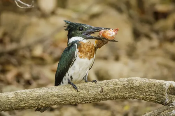 File:Amazon Kingfisher (Chloroceryle amazona), Parque Estadual Encontro das Águas Thomas-Fuhrmann 02.jpg