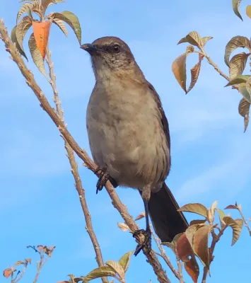File:Mimus graysoni, Socorro, Colima, Mexico 1.jpg