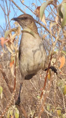 File:Mimus graysoni, Socorro, Colima, Mexico 4.jpg