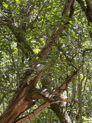 File:Mimus graysoni, Socorro, Colima, Mexico 5.jpg