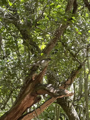 File:Mimus graysoni, Socorro, Colima, Mexico 6.jpg