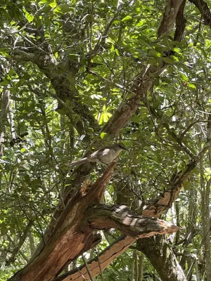 File:Mimus graysoni, Socorro, Colima, Mexico 7.jpg