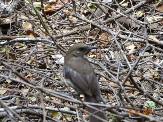 File:Mimus graysoni, Socorro, Colima, Mexico 8.jpg
