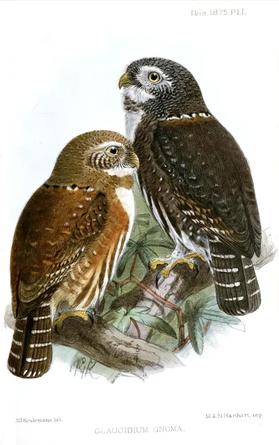 File:GlaucidiumGnomaKeulemans.jpg