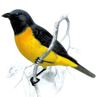 File:Bangsia arcaei.jpg