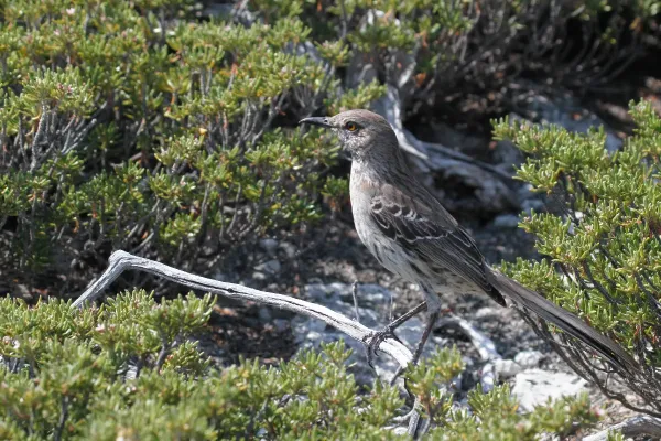 File:Mimus gundlachii, Exuma, Bahamas 1.jpg