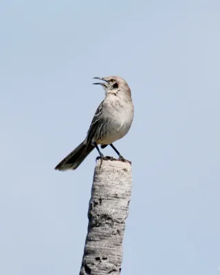 File:Mimus gundlachii, Exuma, Bahamas 3.jpg
