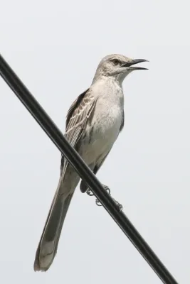 File:Mimus gundlachii, Farmer's Hill, Bahamas 2.jpg