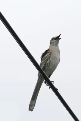 File:Mimus gundlachii, Farmer's Hill, Bahamas 4.jpg