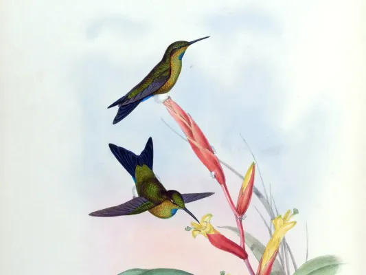File:Eriocnemis godini (cropped).jpg