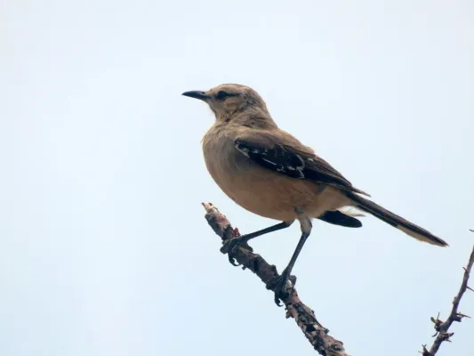 File:Mimus patagonicus, Amaicha del Valle, Tucumán, Argentina 1.jpg