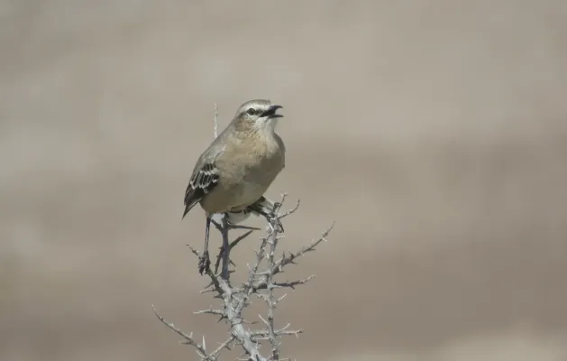 File:Mimus patagonicus, San Antonio, Río Negro, Argentina 2.jpg