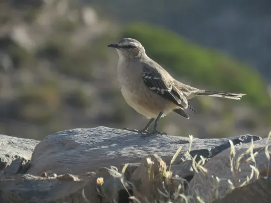 File:Mimus patagonicus, Amaicha del Valle, Tucumán, Argentina 2.jpg