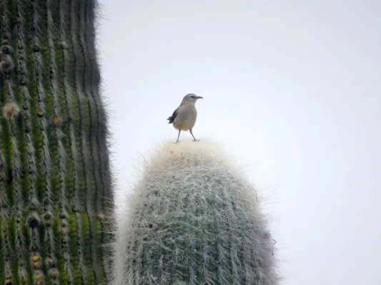 File:Mimus patagonicus, Amaicha del Valle, Tucumán, Argentina 4.jpg