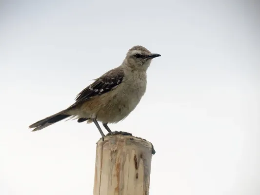 File:Mimus patagonicus, Bahía Creek, Río Negro, Argentina 1.jpg