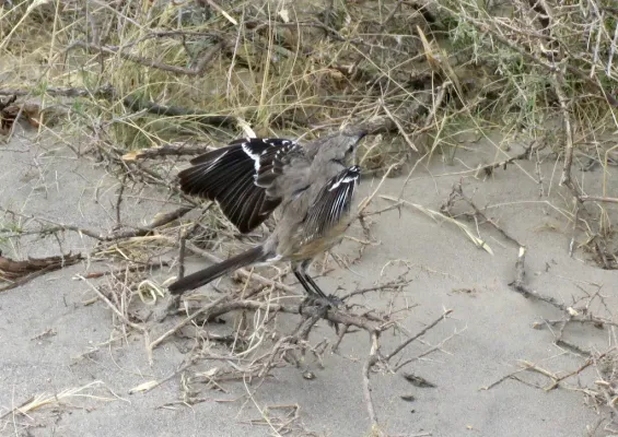 File:Mimus patagonicus, Bahía Creek, Río Negro, Argentina 3.jpg