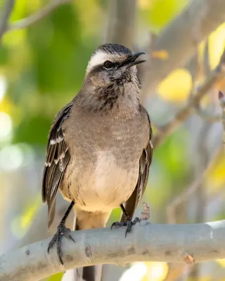 File:Mimus thenca, Farellones, Lo Barnechea, Santiago, Chile 2.jpg
